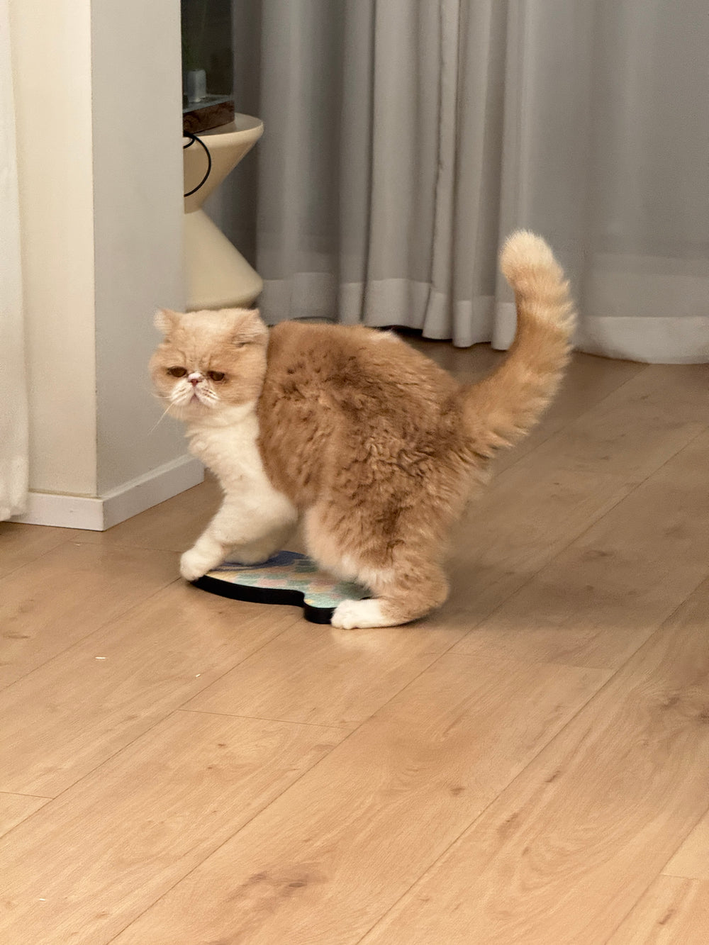 Cat lifestyle
